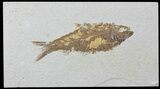 Detailed Fossil Fish (Knightia) - Wyoming #88567-1
